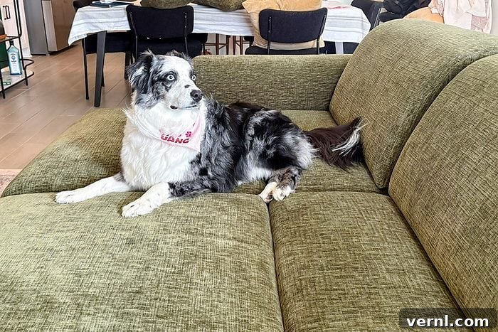 Australian shepherd dog sitting on Povison Aurora Power Sleeper Sofa