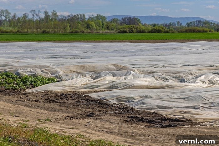 Agricultural Field Geotextile Fabric solarization of soil