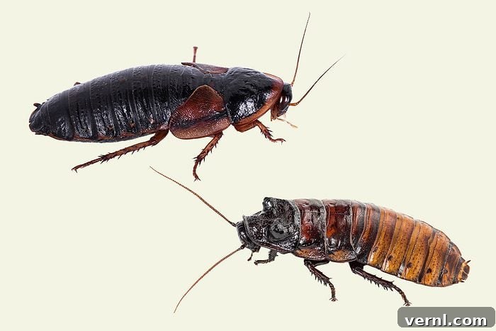 Why Someone Smuggled 100,000 Cockroaches Into Australia 2 Cockroaches Seized By The Authorities
