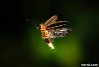Create a Firefly Sanctuary in Your Yard