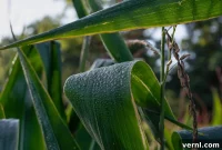 Why Midwest Corn Is Making Summers So Humid