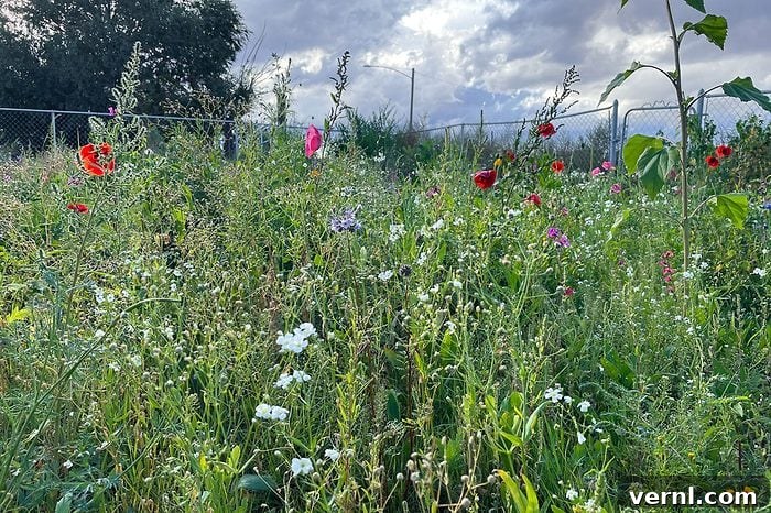 What Happened When I Replaced My Lawn With a Wildflower Meadow 5 close up of flowers in a wildflower meadow