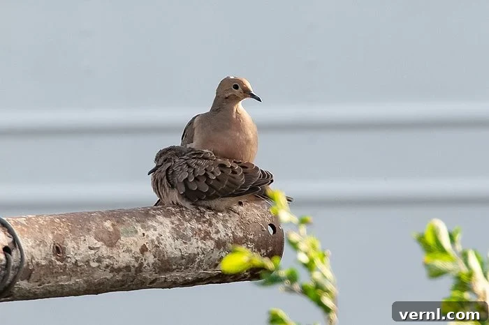 What Happened When I Replaced My Lawn With a Wildflower Meadow 6 dove with fledgling