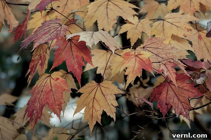 Fall Leaves May Not Look As Vibrant Gettyimages 2291053325